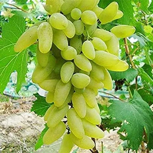 Grape_Plant