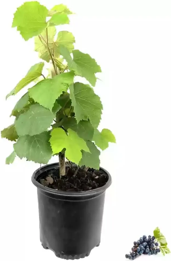 Grape_Plant