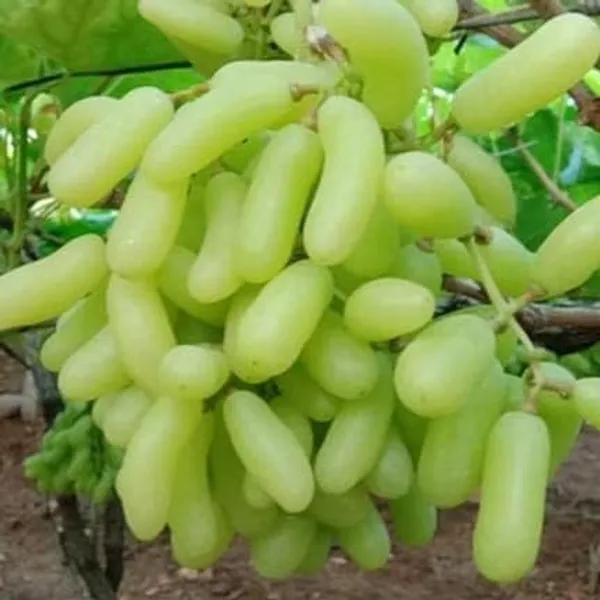 Grape_Plant