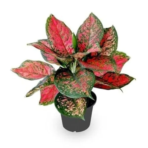 Aglaonema_Indoor_Plant