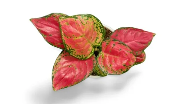 Aglaonema_Indoor_Plant