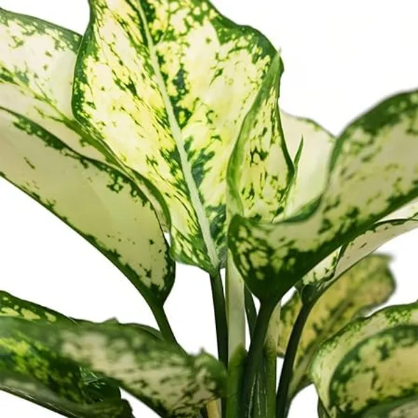 Aglaonema_Indoor_Plant