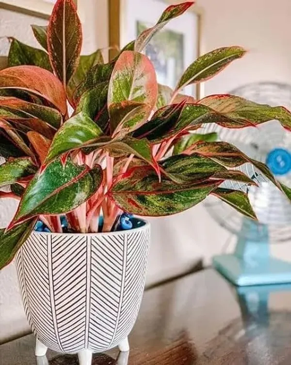 Aglaonema_Indoor_Plant