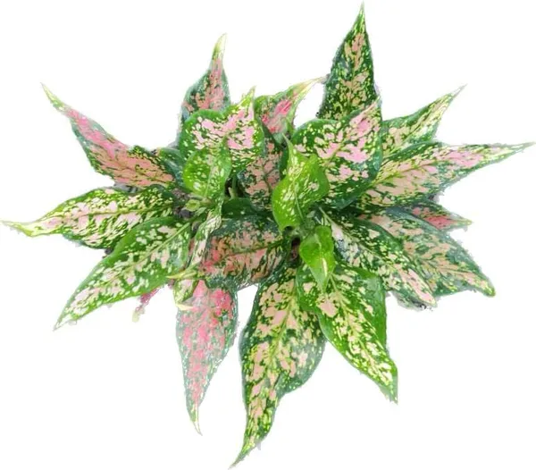 Aglaonema_Indoor_Plant