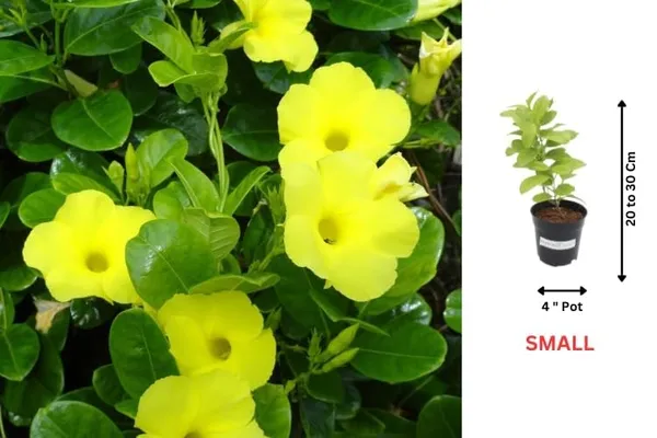 Allamanda_Flowering_Plant
