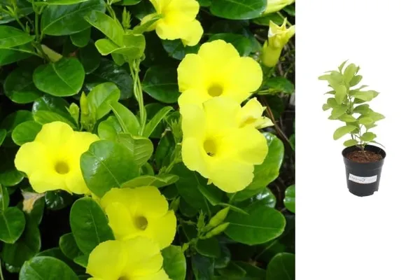 Allamanda_Flowering_Plant