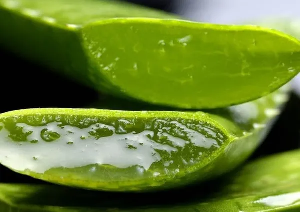 Aloe_Vera_Plant