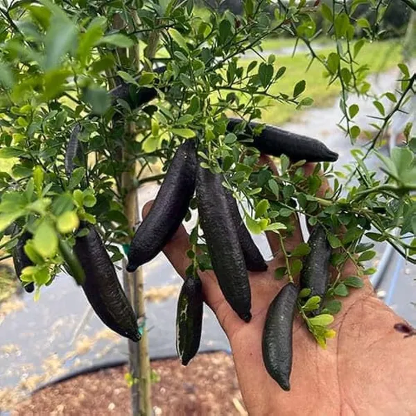Finger_Lemon_Plant
