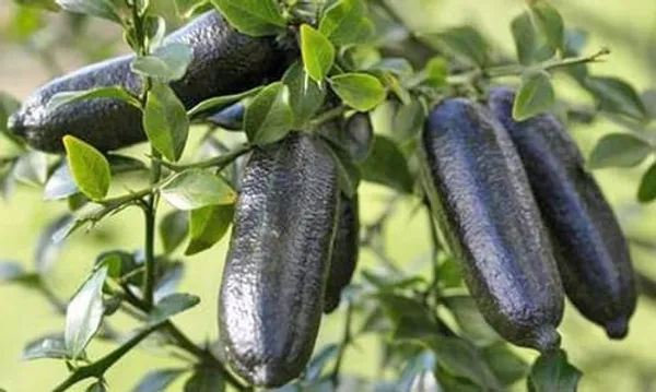 Finger_Lemon_Plant