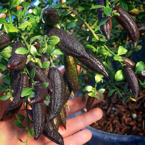 Finger_Lemon_Plant