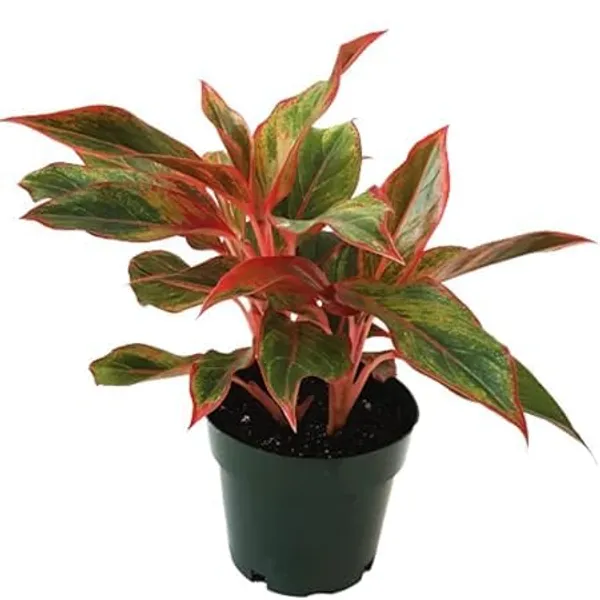 Aglaonema_Indoor_Plant