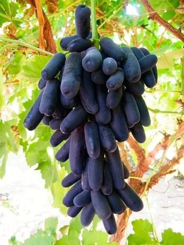 Grape_Plant