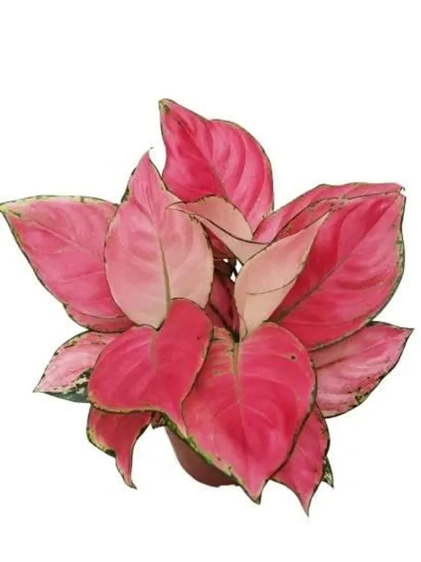 Aglaonema_Indoor_Plant