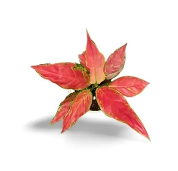 Aglaonema_Indoor_Plant