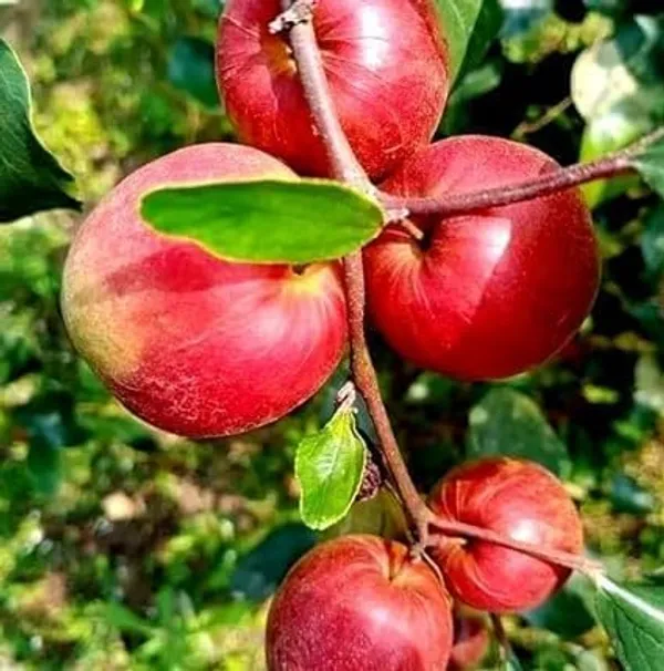 Apple_Grafted_Fruit_Plant