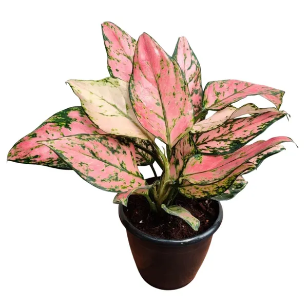 Aglaonema_Indoor_Plant