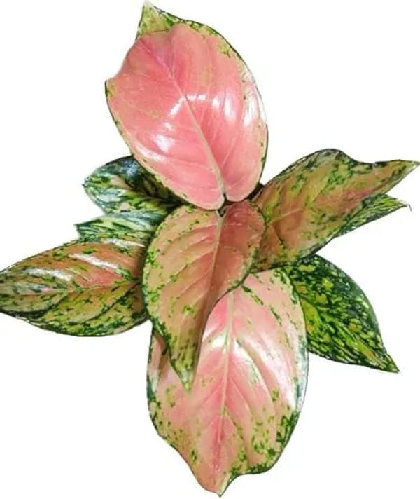 Aglaonema_Indoor_Plant