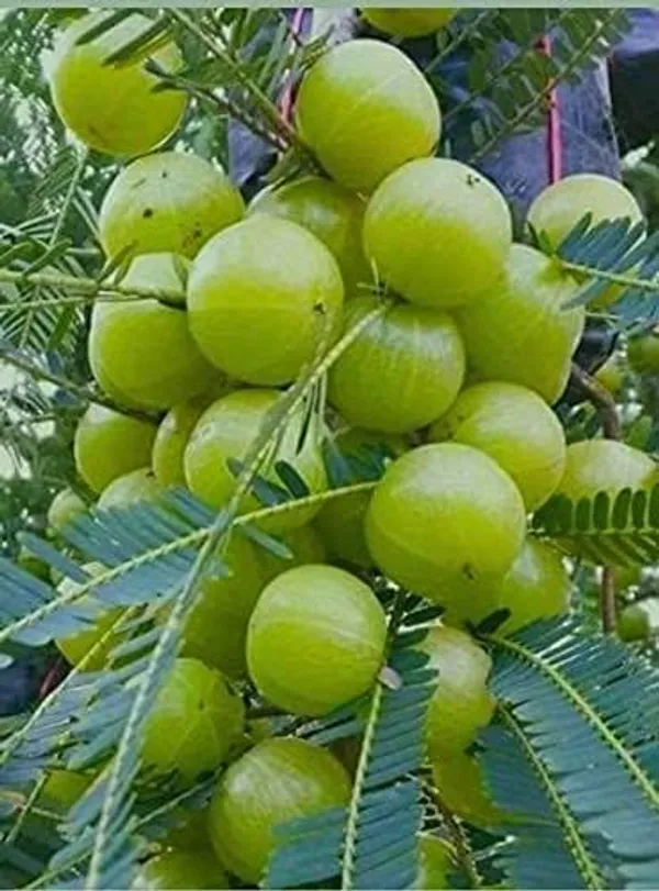 Amla_Fruit_Plant