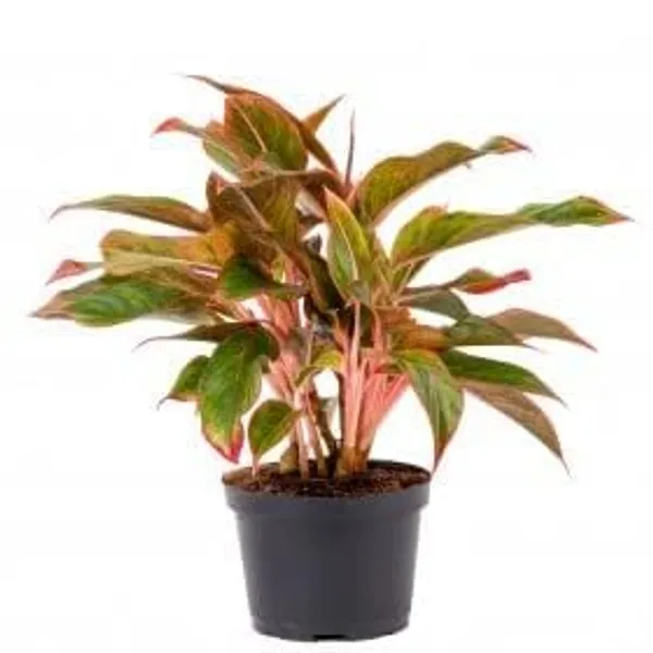 Aglaonema_Indoor_Plant
