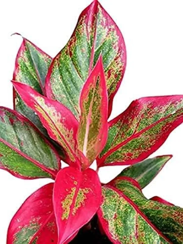 Aglaonema_Indoor_Plant