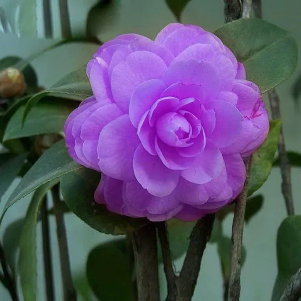 Camellia_Plant