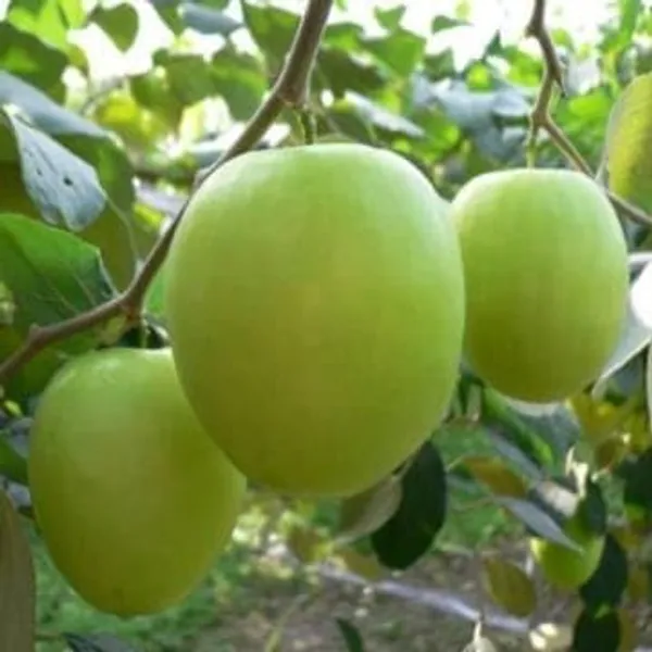 Apple_Ber_Grafted_Fruit_Plant