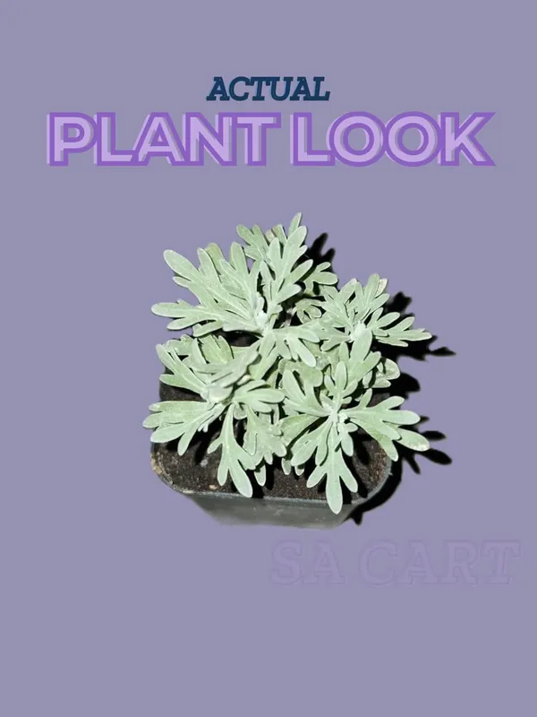 Lavender_Plant_With_Pot