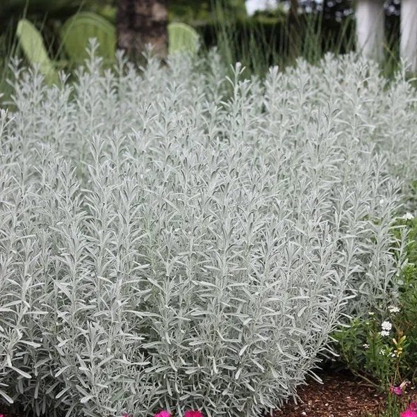 Lavender_Plant_With_Pot