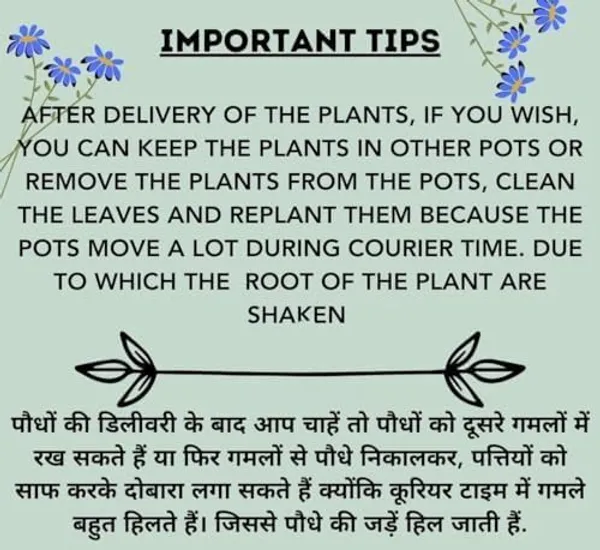 Lavender_Plant_With_Pot