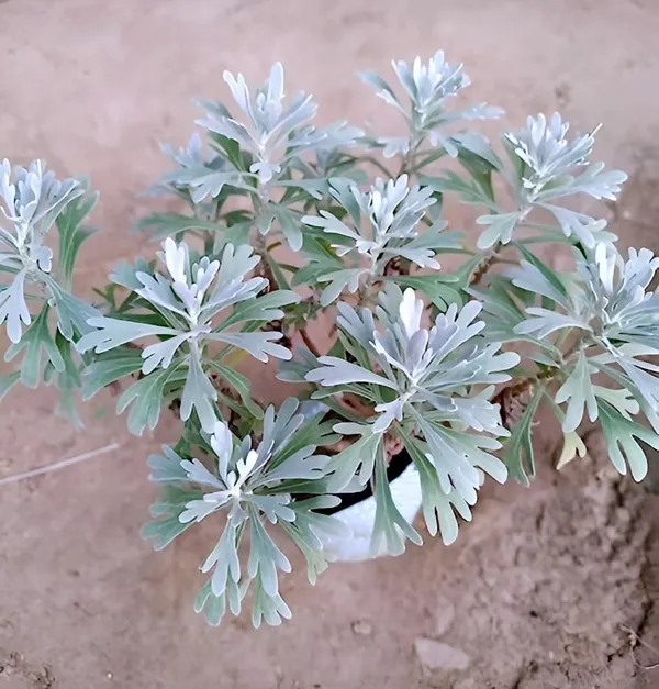 Lavender_Plant_With_Pot