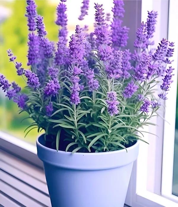 Lavender_Plant_With_Pot