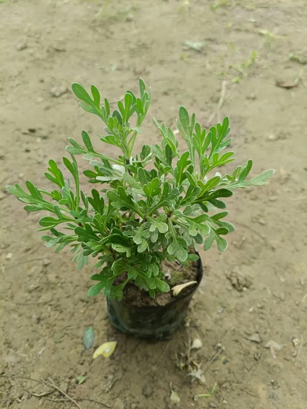 Lavender_Plant_With_Pot