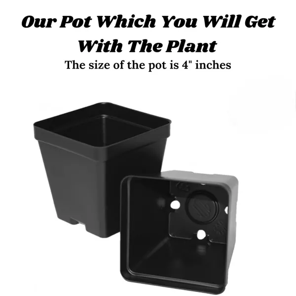 Lavender_Plant_With_Pot