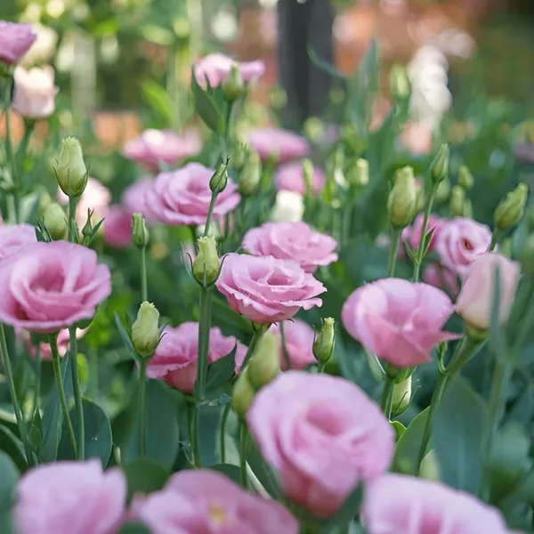 Lisianthus_Plant