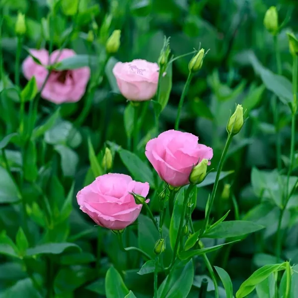 Lisianthus_Plant