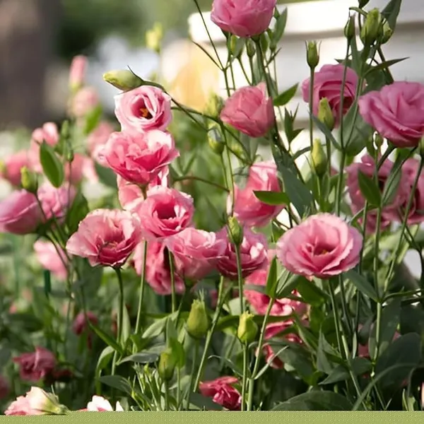 Lisianthus_Plant