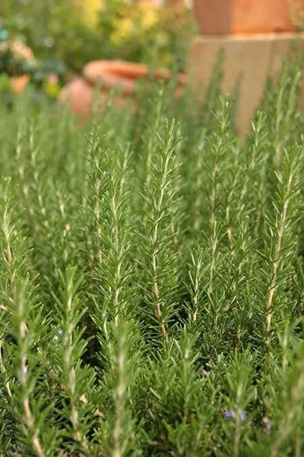 Rosemary_Plant