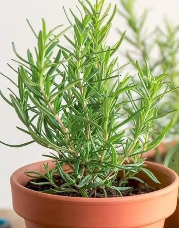 Rosemary_Plant