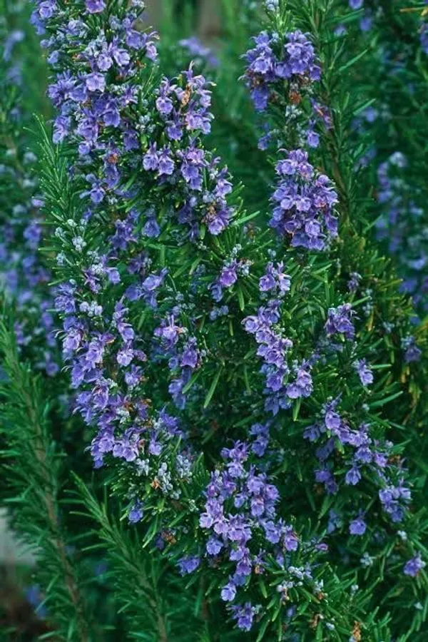 Rosemary_Plant