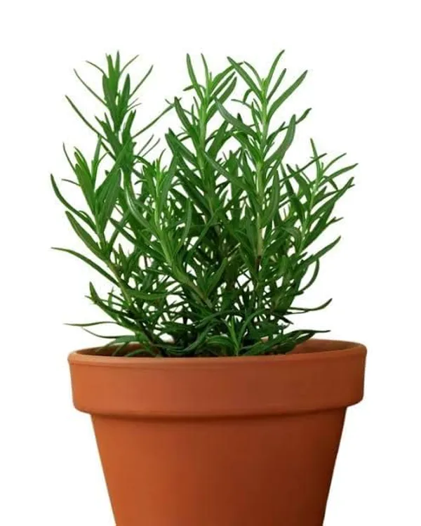 Rosemary_Plant