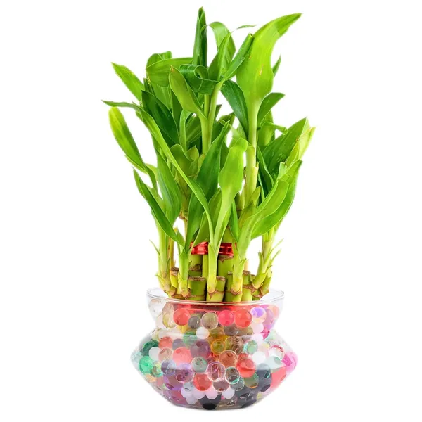 Lucky_Bamboo_Plant_With_Pot