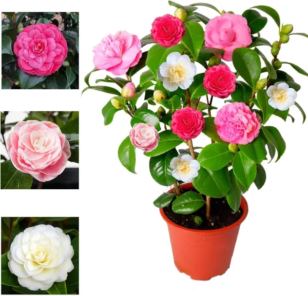 Camellia_Flowering_Plant