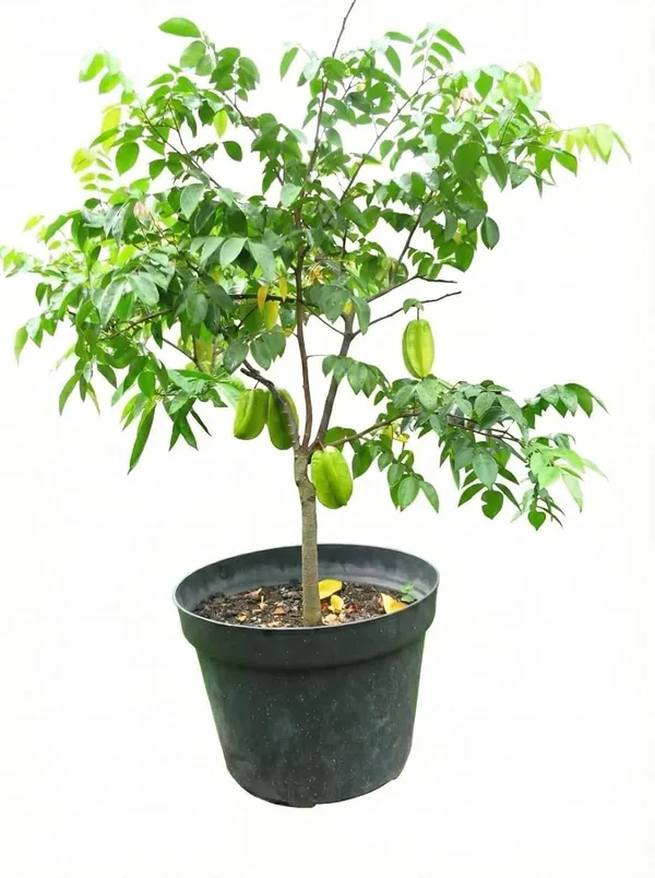 Star_Fruit_Plant