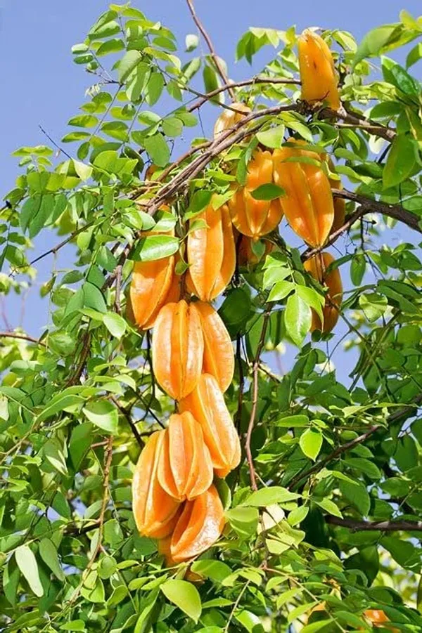 Star_Fruit_Plant
