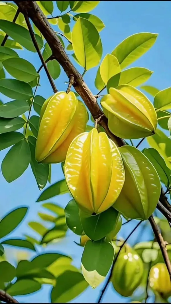Star_Fruit_Plant