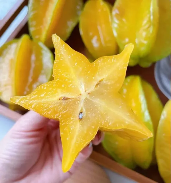 Star_Fruit_Plant