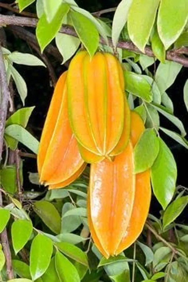 Star_Fruit_Plant