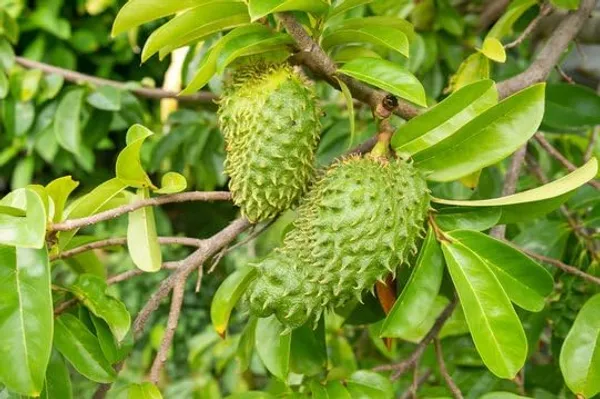 Thai_Sugar_Apple_Grafted_Fruit_Plant