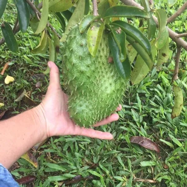 Thai_Sugar_Apple_Grafted_Fruit_Plant