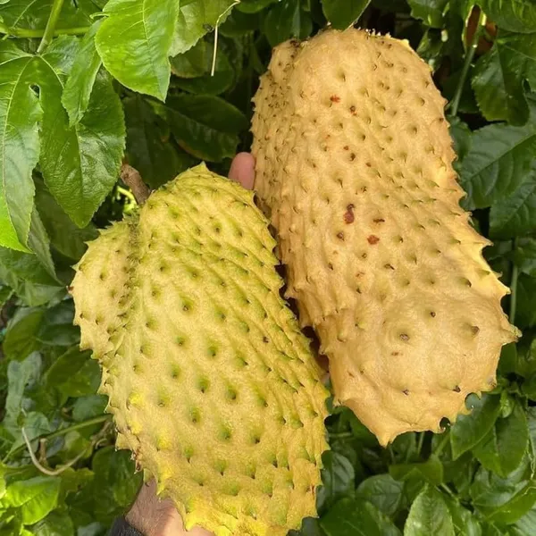 Thai_Sugar_Apple_Grafted_Fruit_Plant